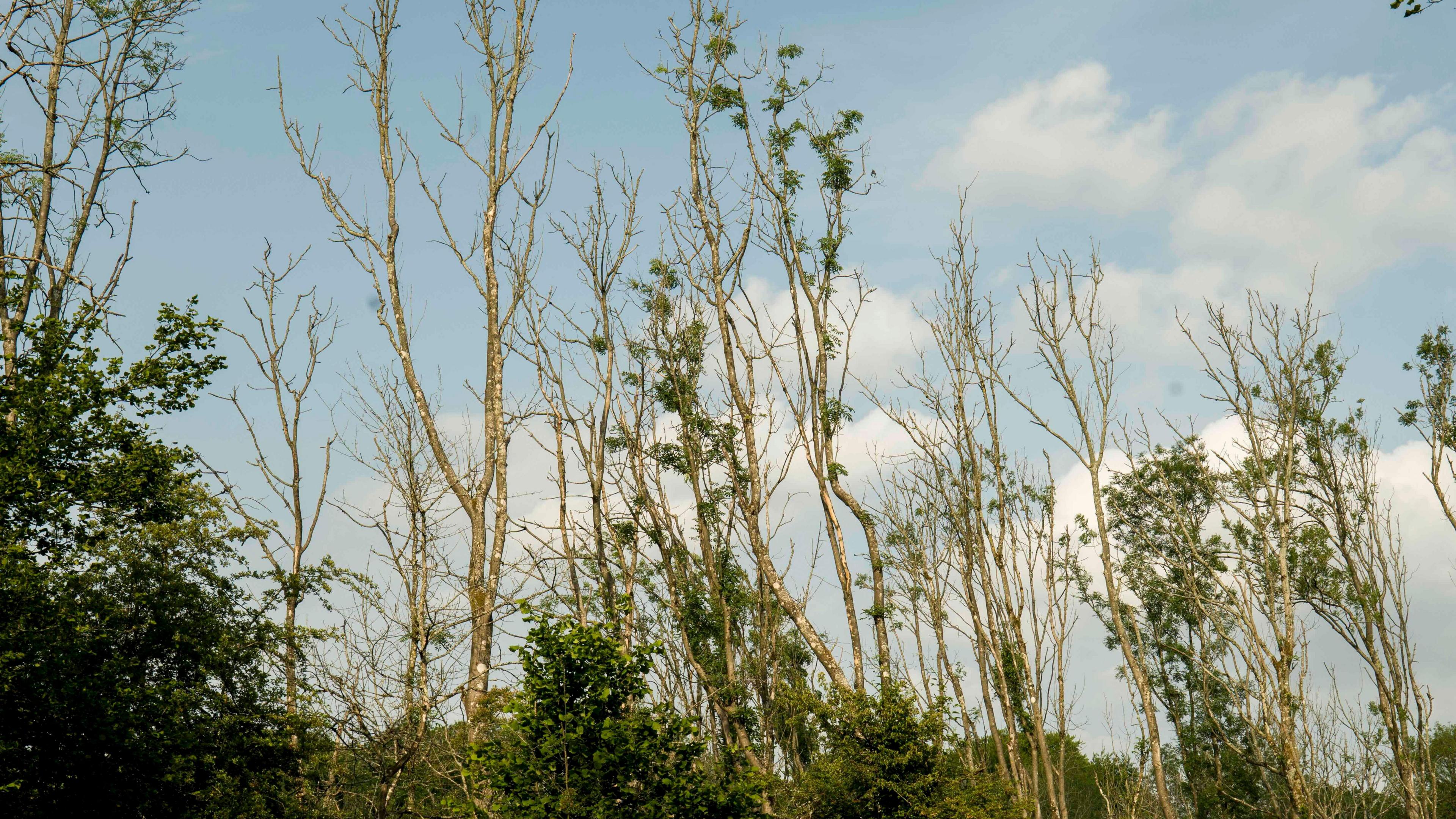 Additional article image