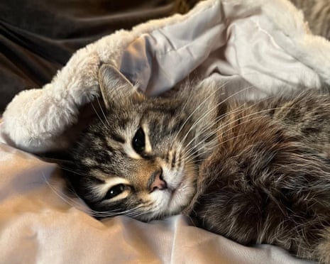 Additional article image