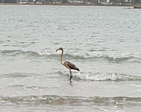 Additional article image