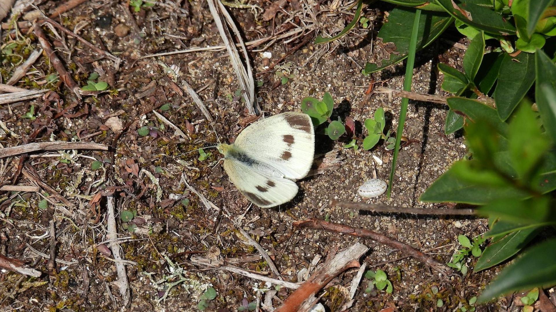 Additional article image